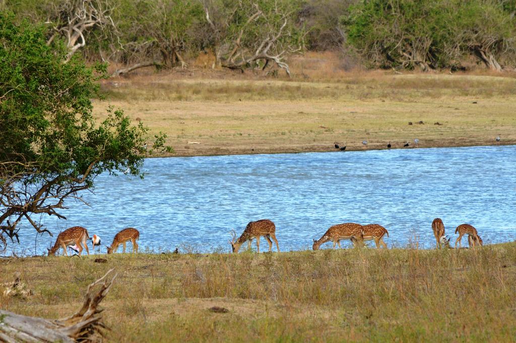 Wild Panthera Yala Tissamaharama Eksteriør billede