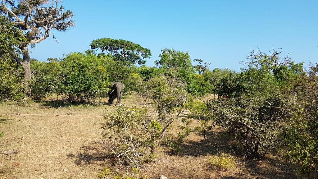Wild Panthera Yala Tissamaharama Eksteriør billede