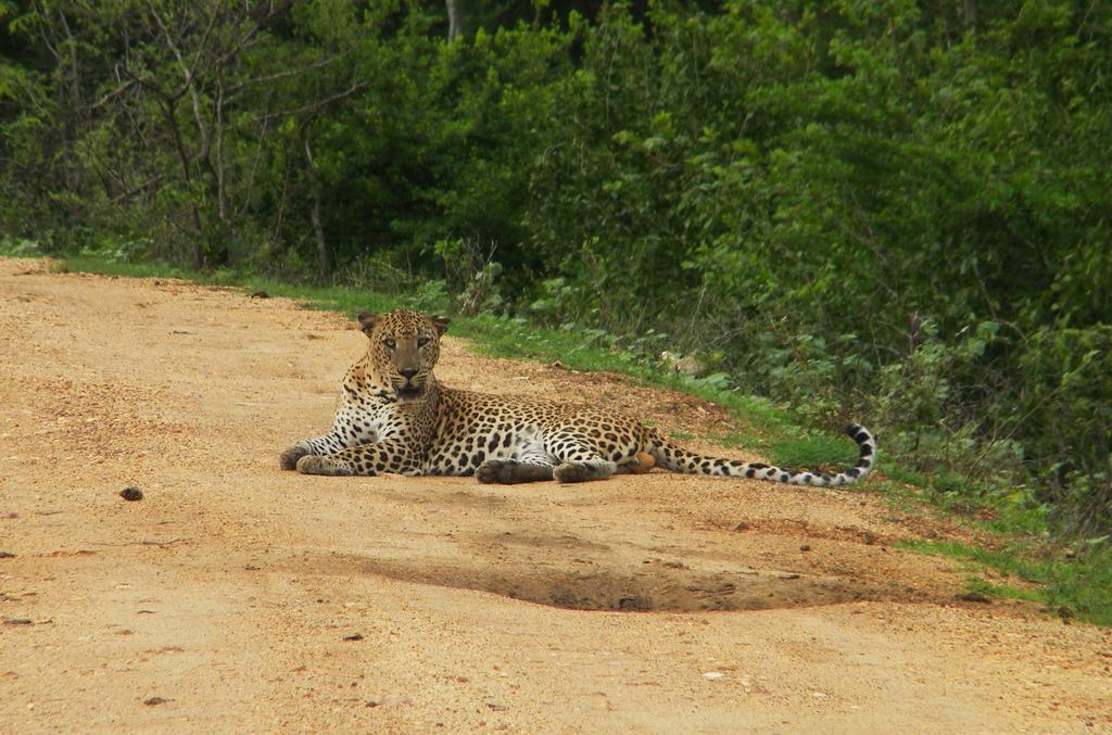 Wild Panthera Yala Tissamaharama Eksteriør billede